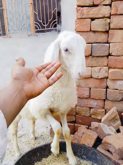 Dumbi or Male bacha