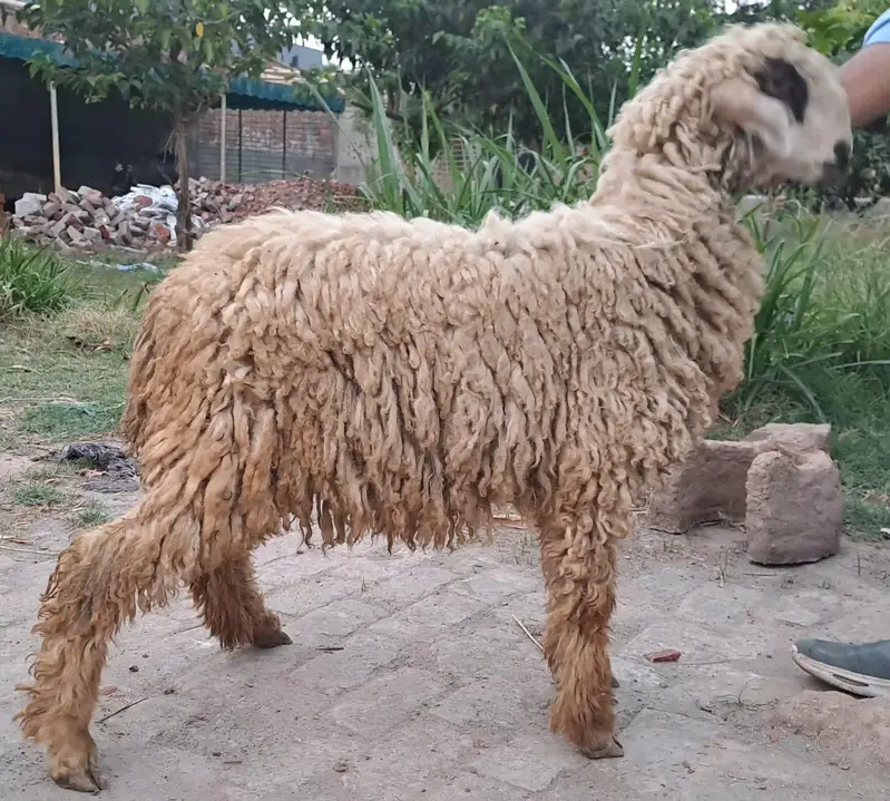 Male sheep for sale
