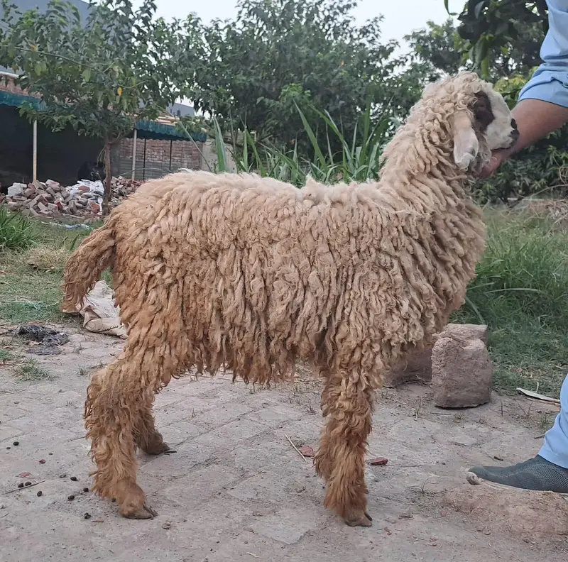 Male sheep for sale — photo 2
