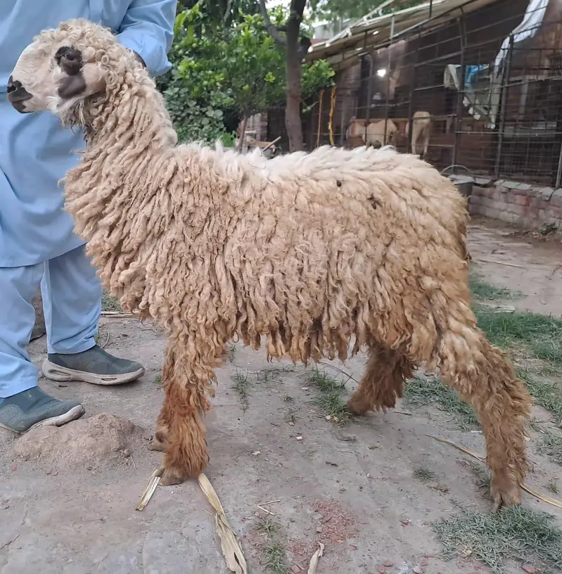Male sheep for sale — photo 3