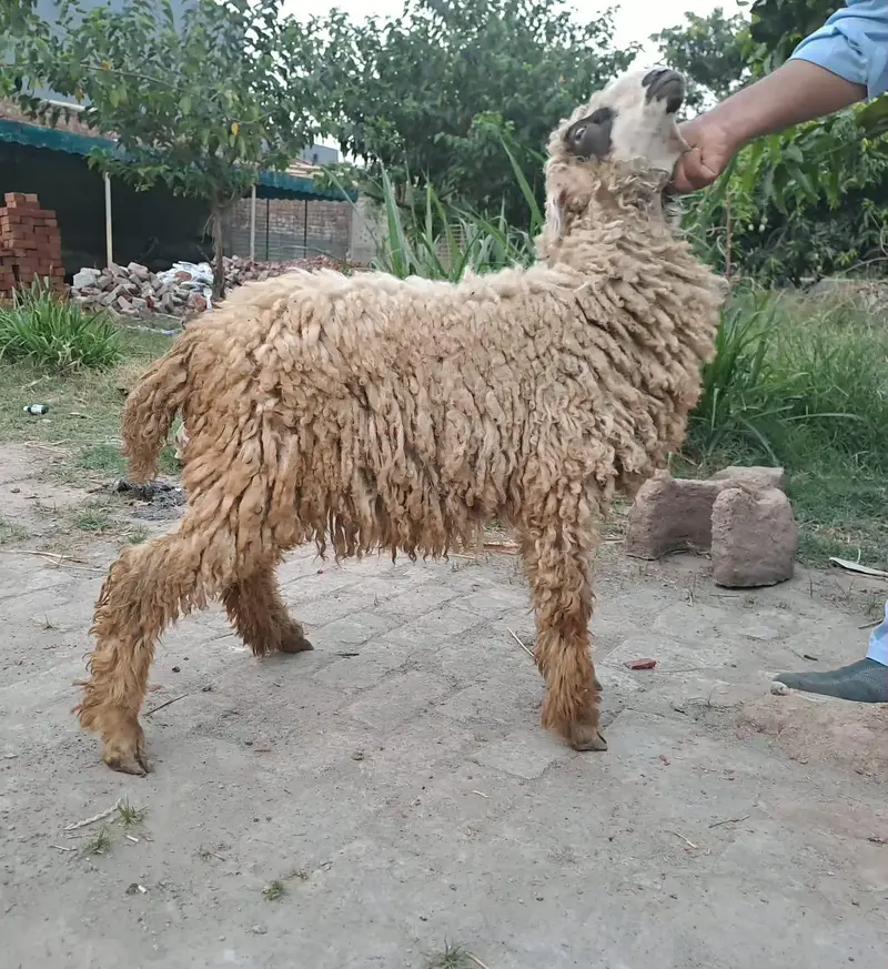 Male sheep for sale — photo 4