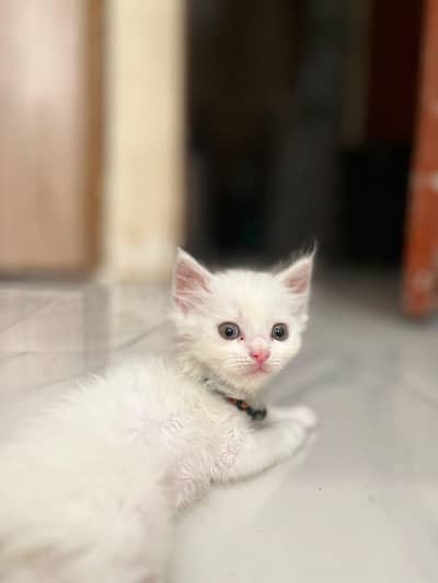 Persian kitten for sale