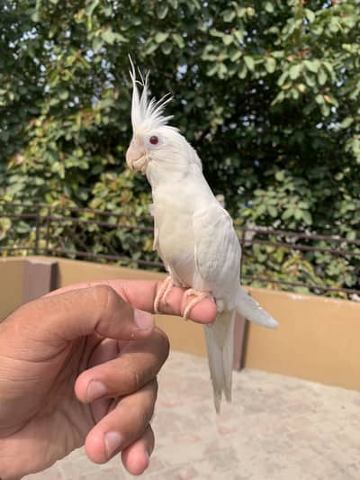 Cocktail handtame full white