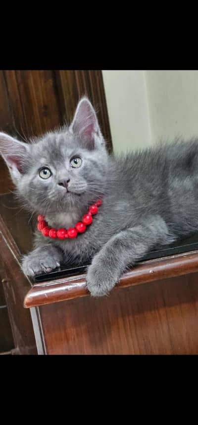 Kittens