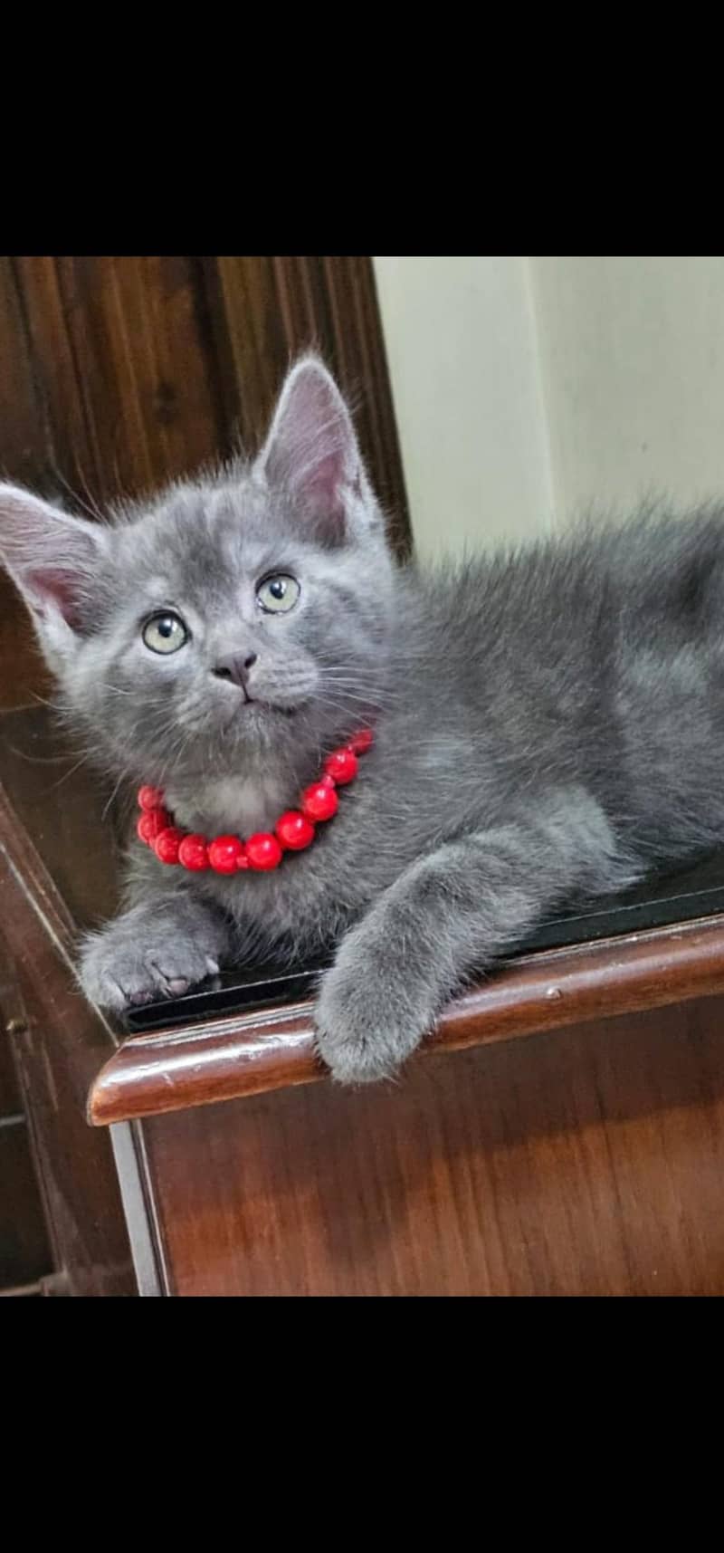 Kittens 0