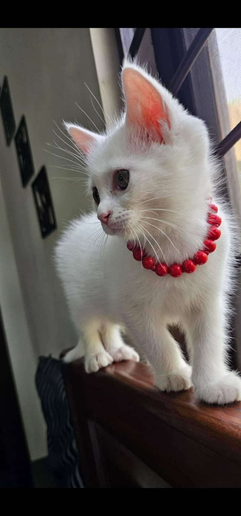 Kittens 1