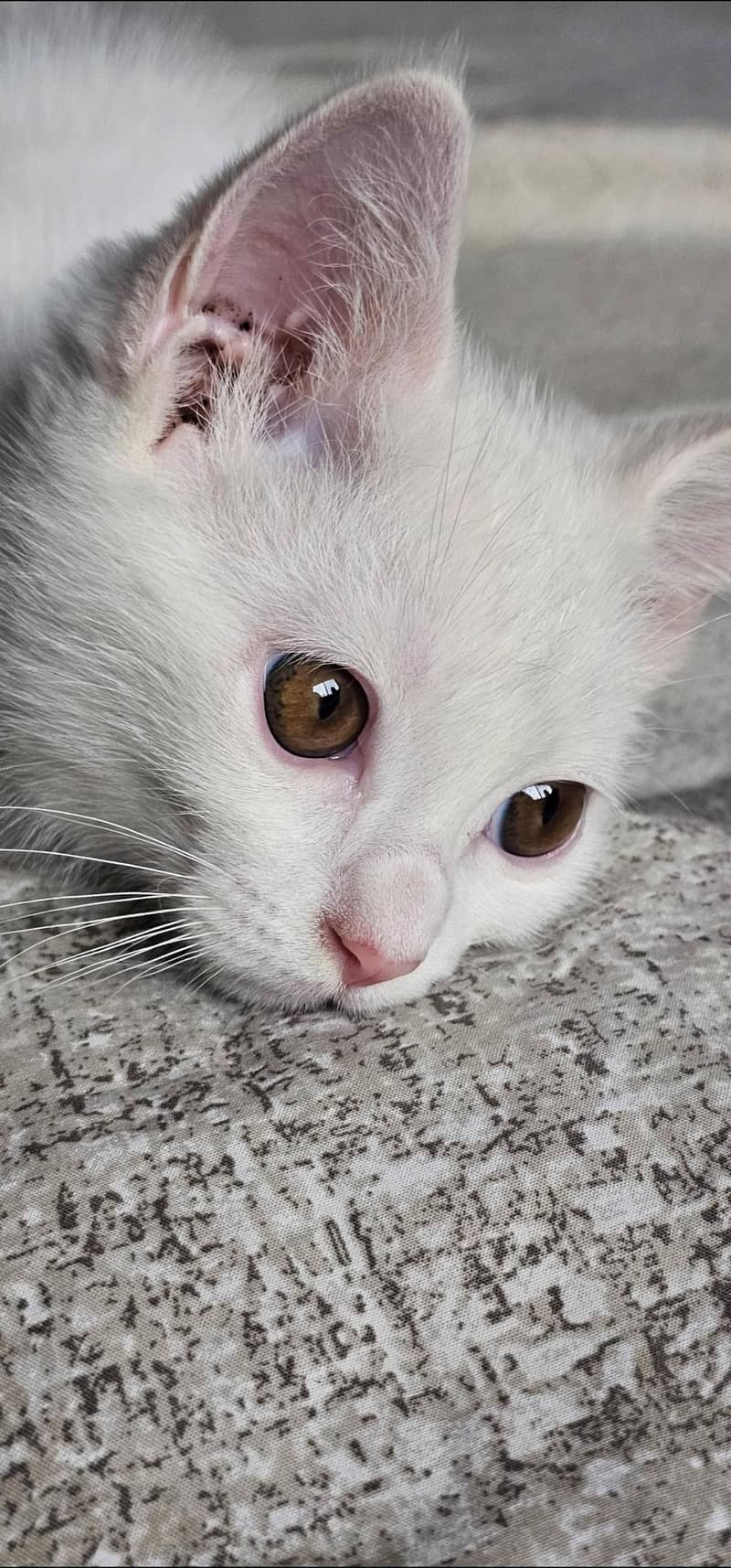 Kittens 2