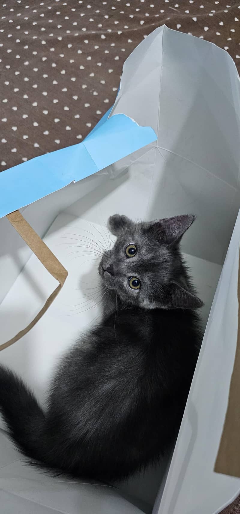 Kittens 3