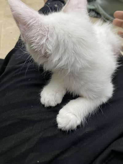 Baby cat