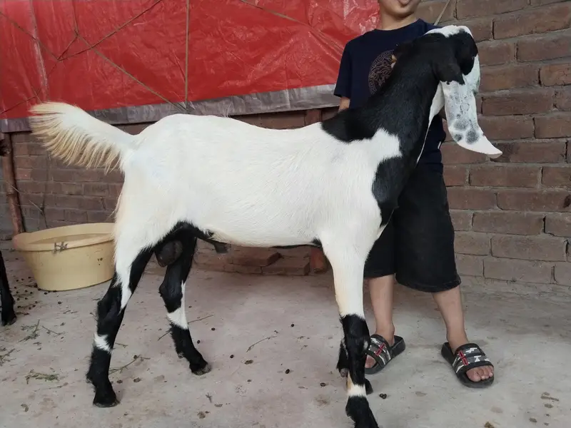 Bakra for sale qurbani  2027