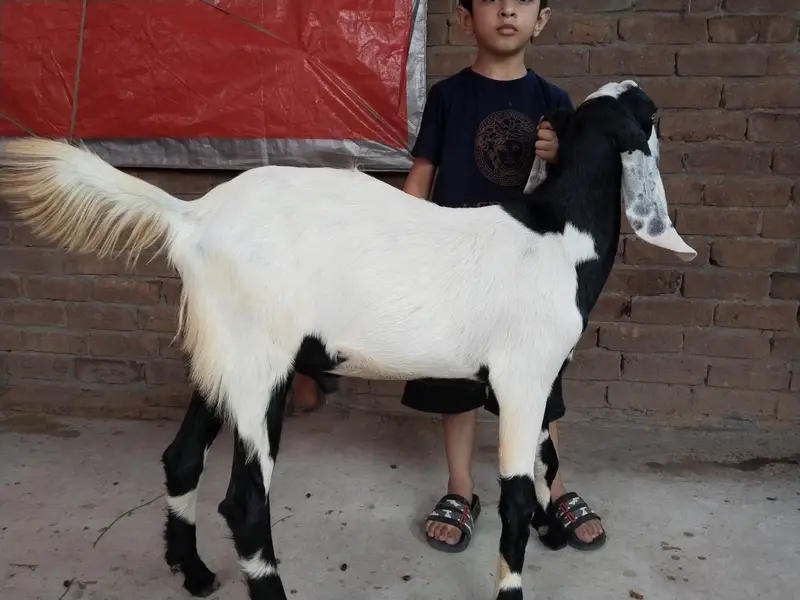 Bakra for sale qurbani  2027 — photo 2