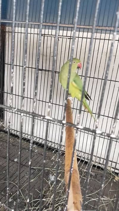 breeder female