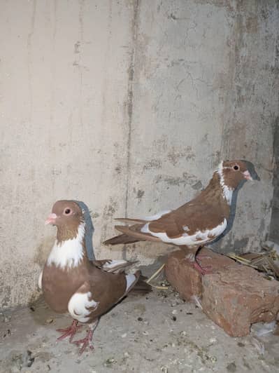 Lal Ghaghray Full Healty active Male