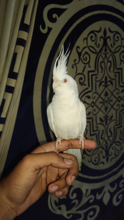 white red eyes cocktail