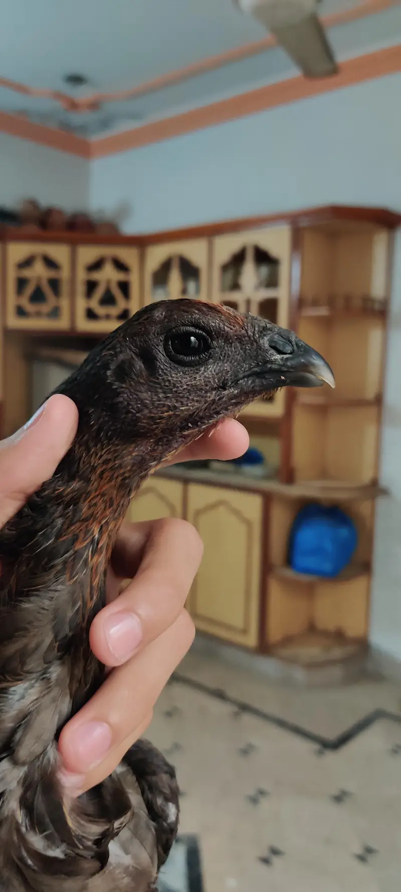 aseel blue dragon murgi quality check only — photo 4