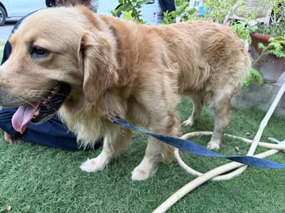 Golden retriever make age almost 2 years . Pedigree micro chipped .