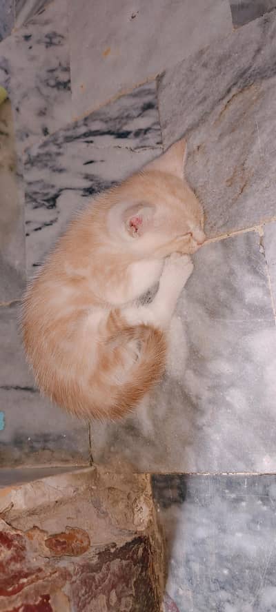 Cats Baby For Sale