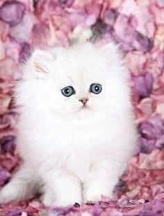 (Persian female kitten) (for sale all) (Pakistan delivery available)