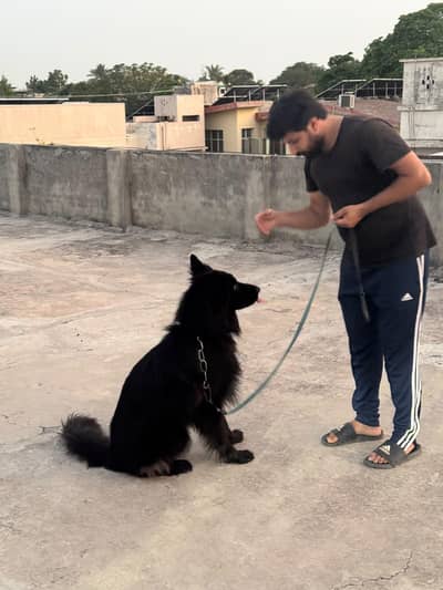 long coat German shepherd