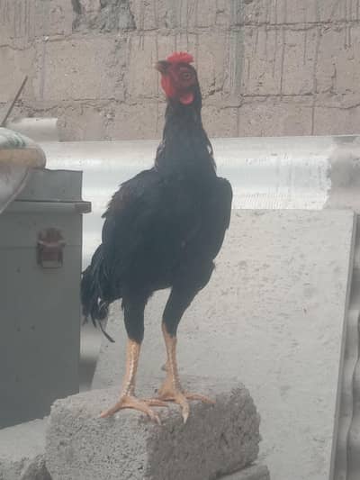 2 male 1 female whtsap 03108699459