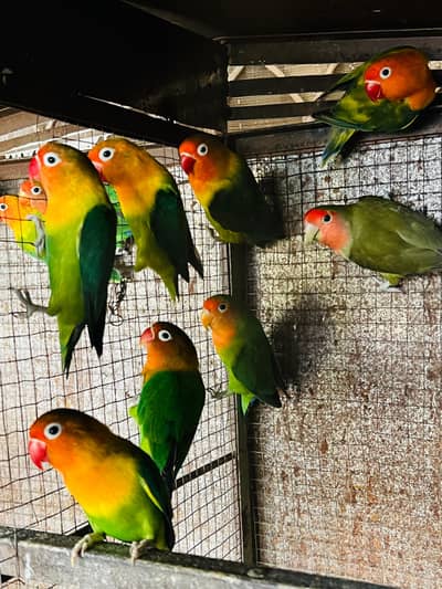 love Bird (Fisher)
