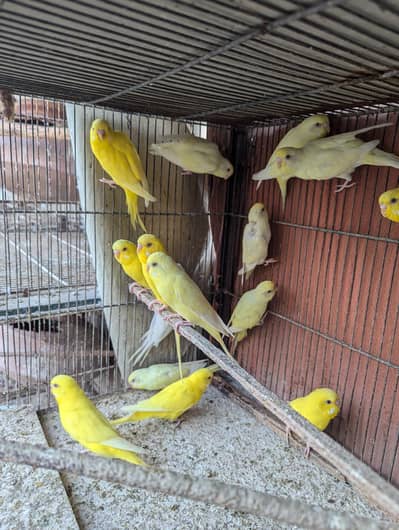 Red eyes buggies breeder pics
