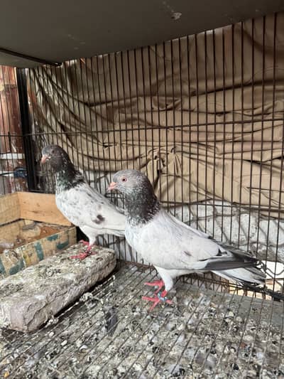 Teddy ferozpuri  sherazi all top quality pairs male female 03041445191