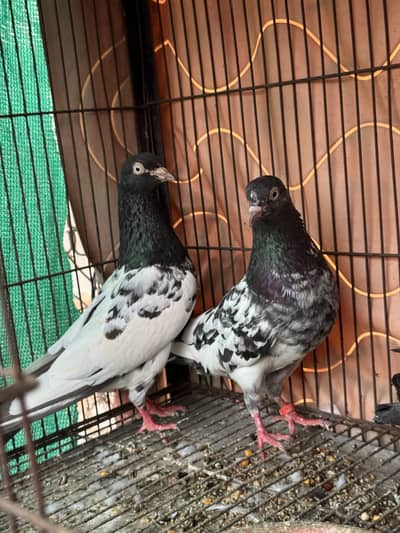 Teddy ferozpuri  sherazi all top quality pairs male female 03041445191