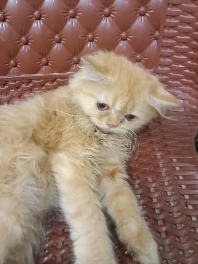 Persian female kitten