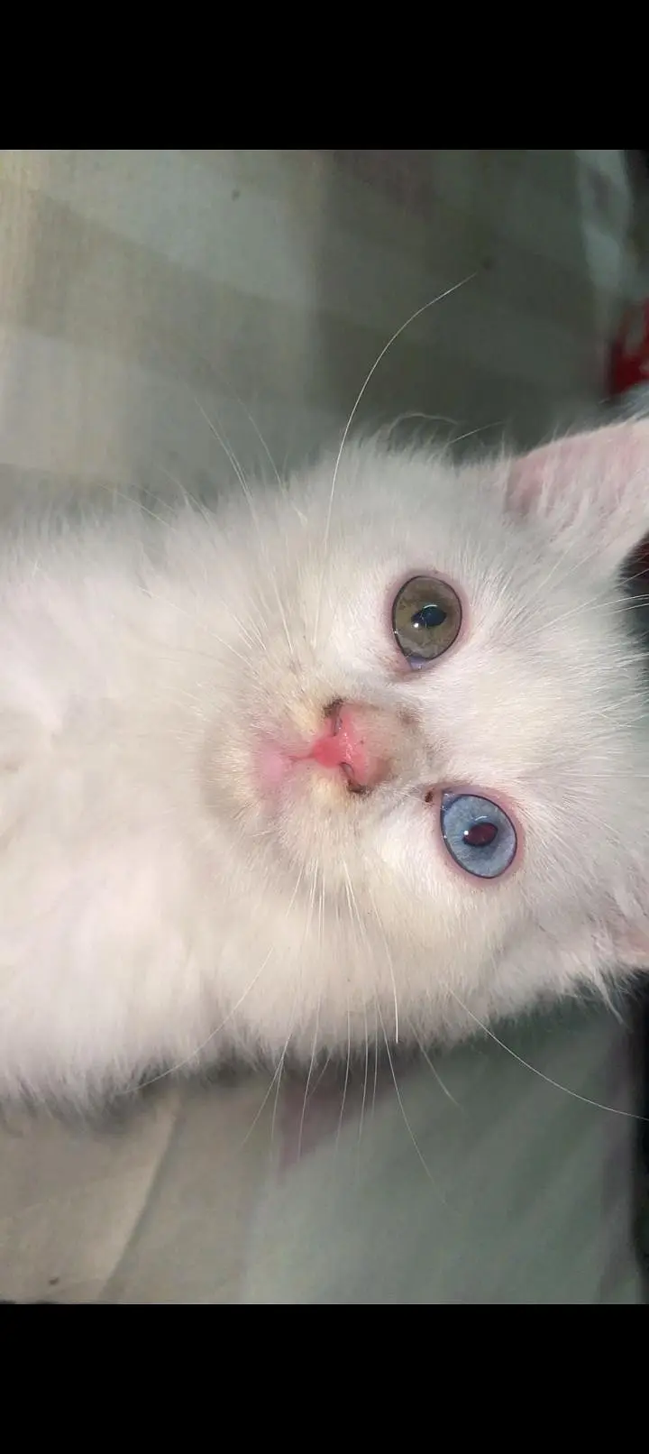 oddi eyes kitten — photo 8