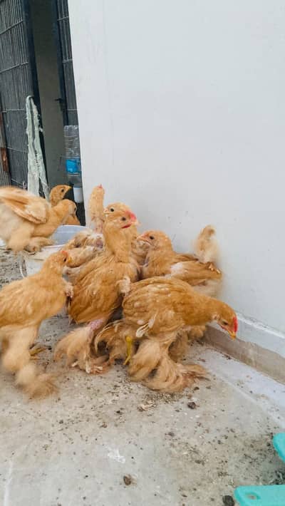 golden heavy buff chicks