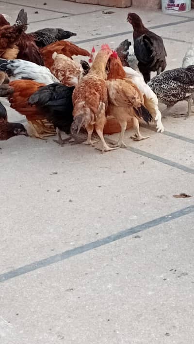 golden misri chicks available 75 days