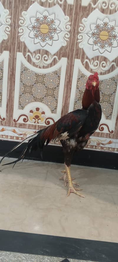 Aseel mianwali chicken