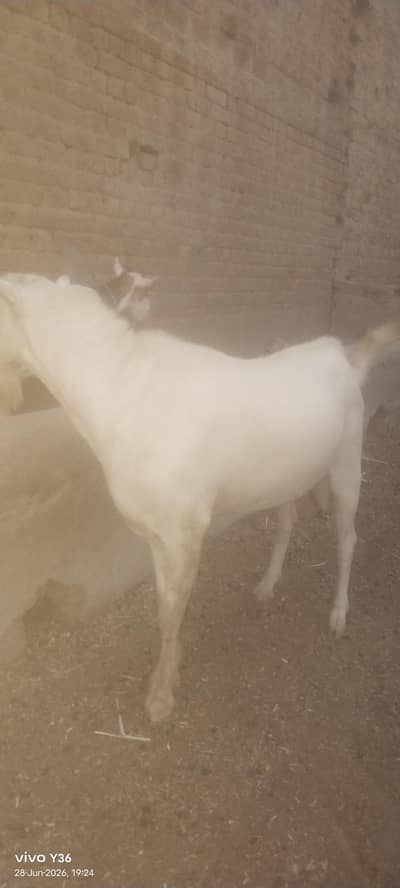peyor brbri nasal waite ankh full waite bakri 2 manth ki pregnant h