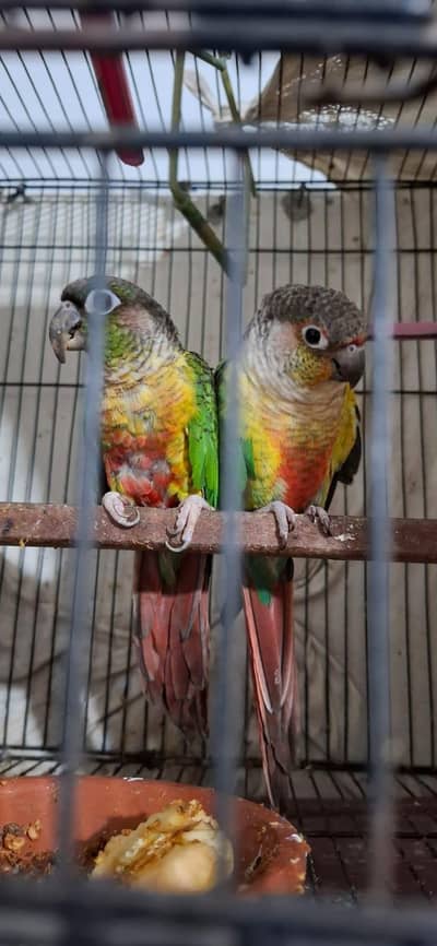 Parrots urgent sales