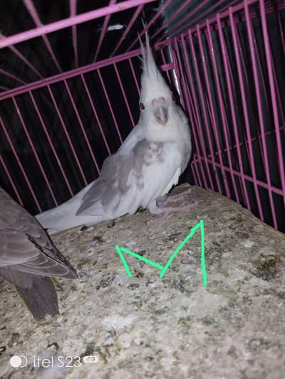 cocktail pair with 4 chicks