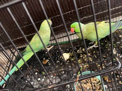 Male parrot tame pair for sale