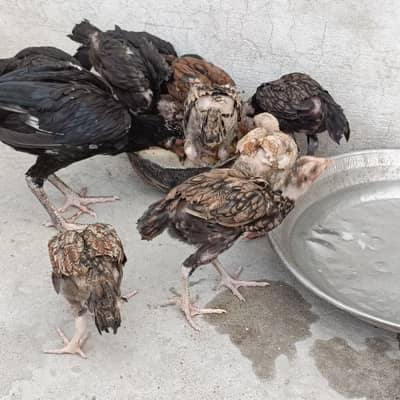 7 chick