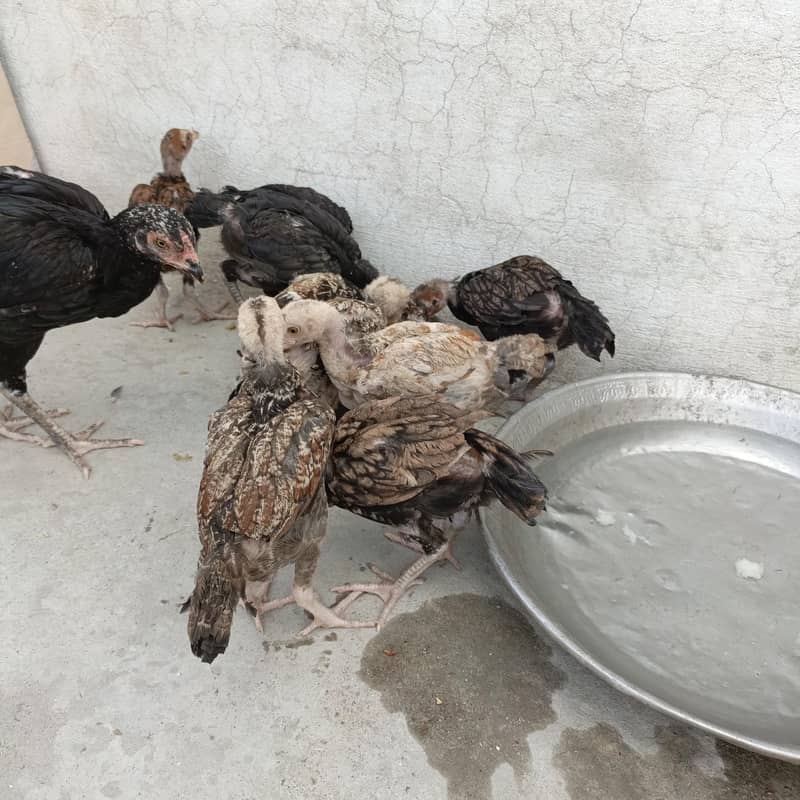 7 chick 1