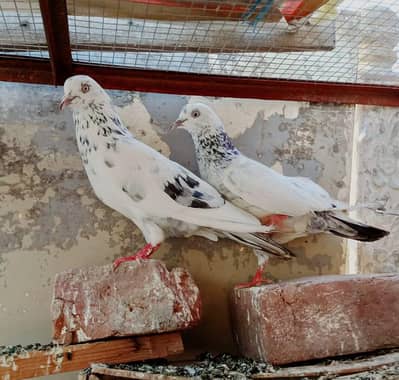sharka pair ta band jora