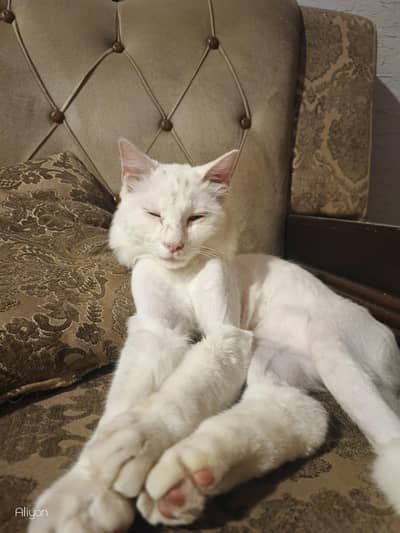 persian cat