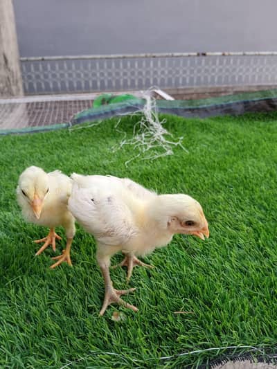 burmi chicks and dragon chicks and Jaoness pakoya patha