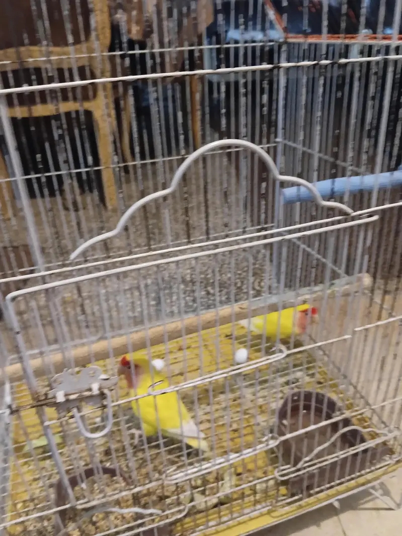 I want to sale lovebirds