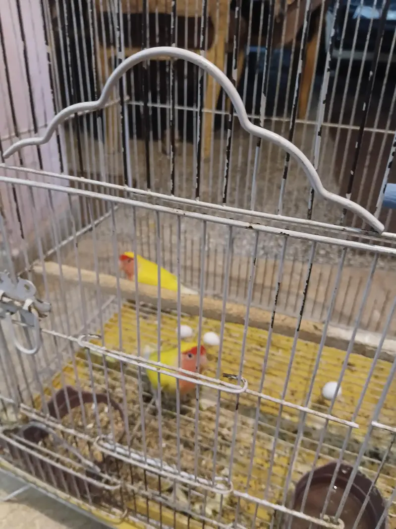 I want to sale lovebirds — photo 2