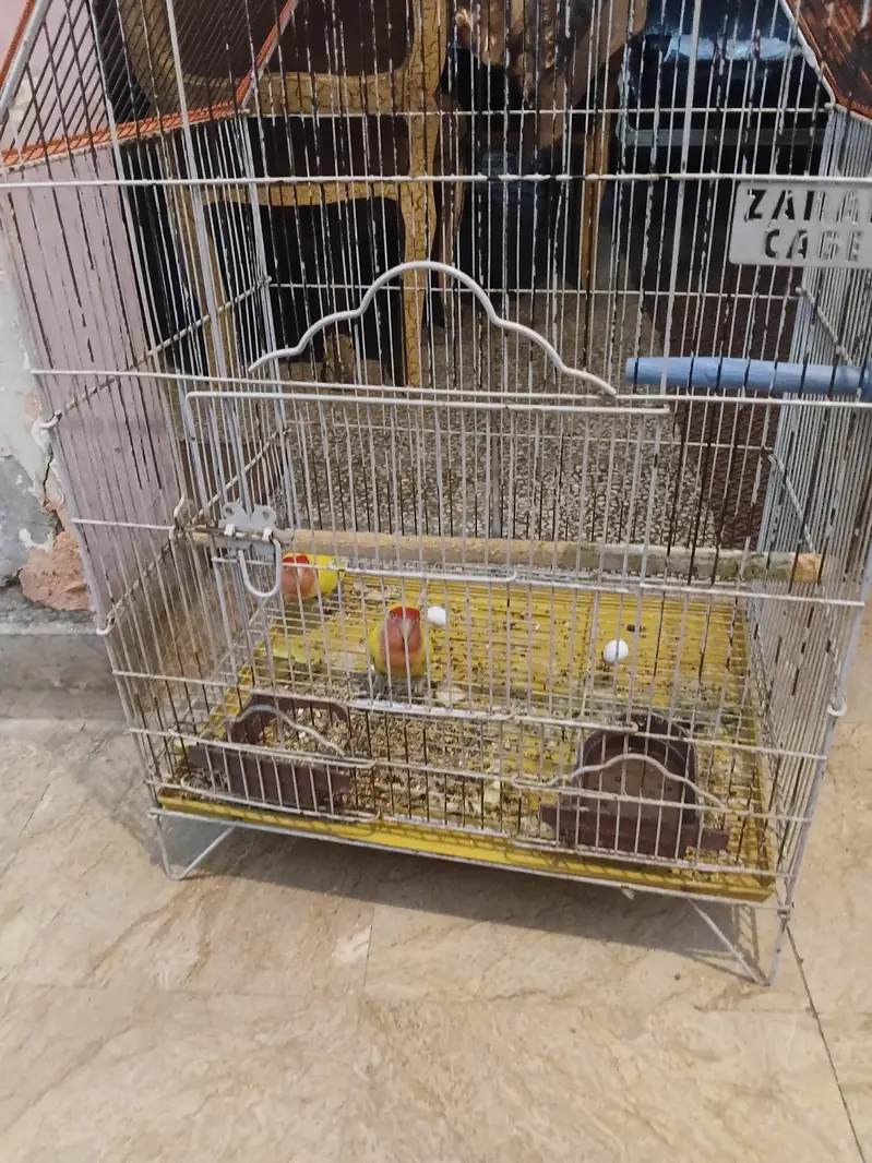 I want to sale lovebirds — photo 3