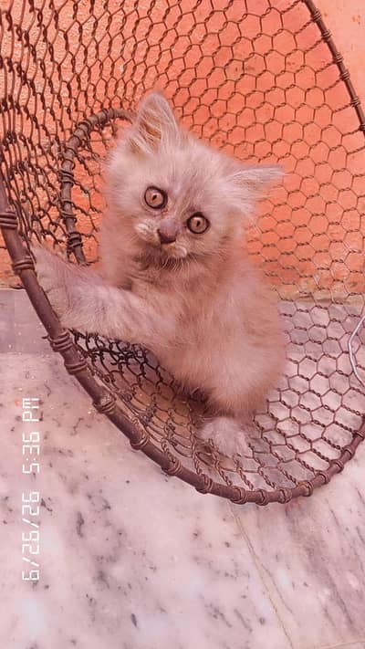 kitten pure rusianv6