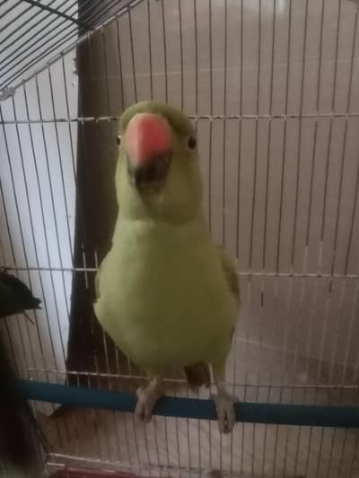 Raw Parrots For Sale