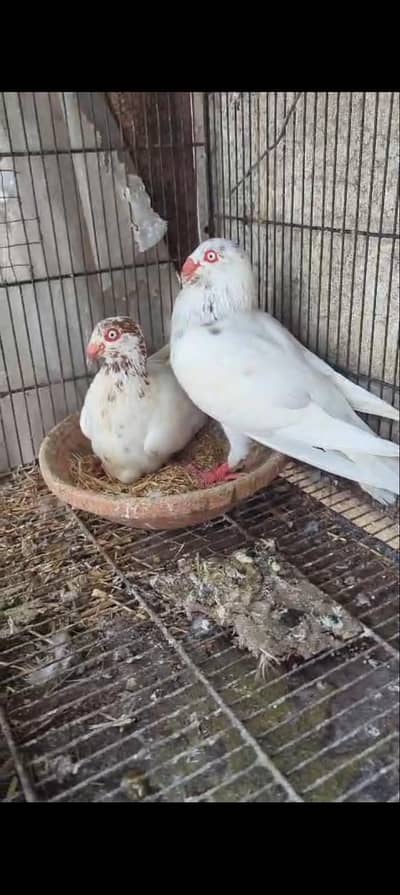 Danish breader Jora urgent sale