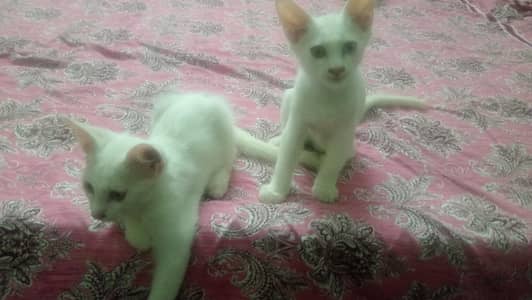 treple cot cats.