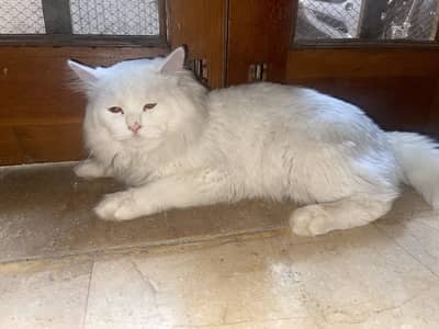 Premium Persian pair
